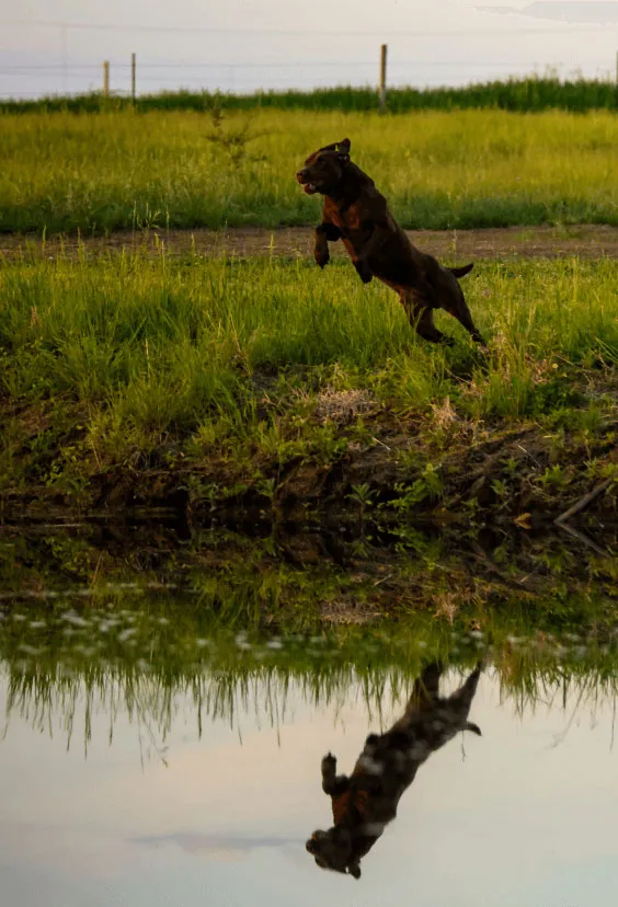 lab jumping into water