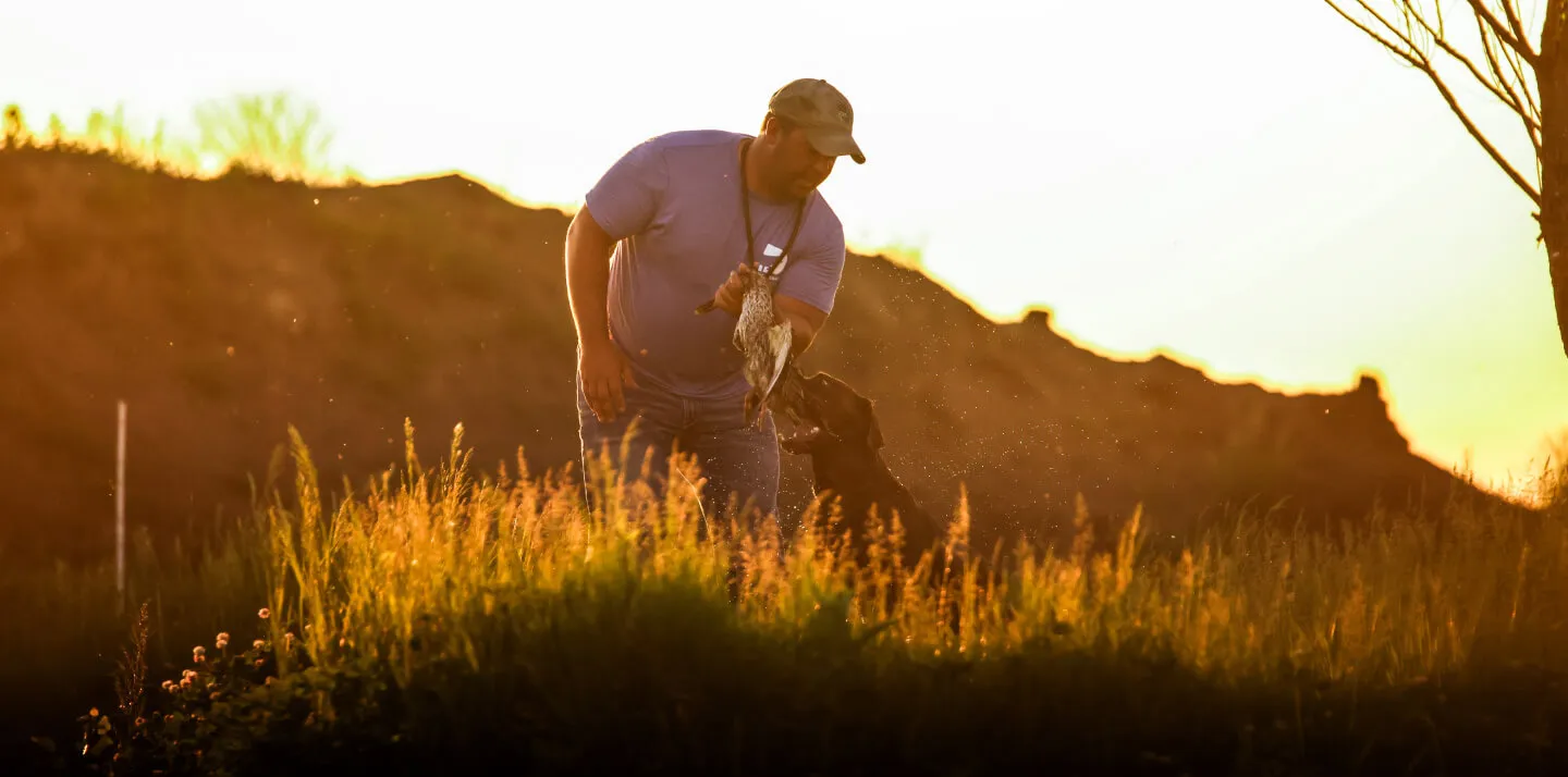 tigh training labrador at sunset