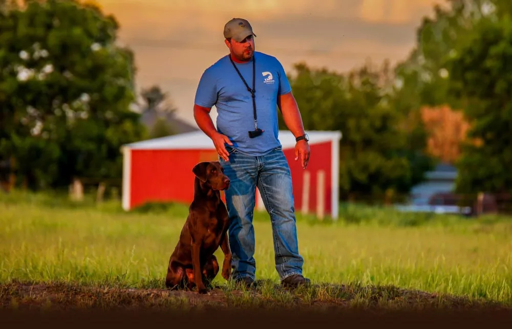 tigh training labrador retreiver