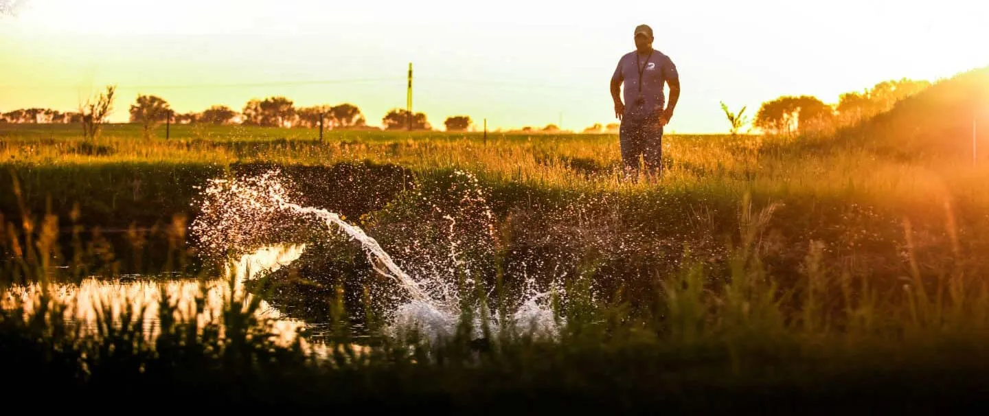 dog jumping into water at sunset