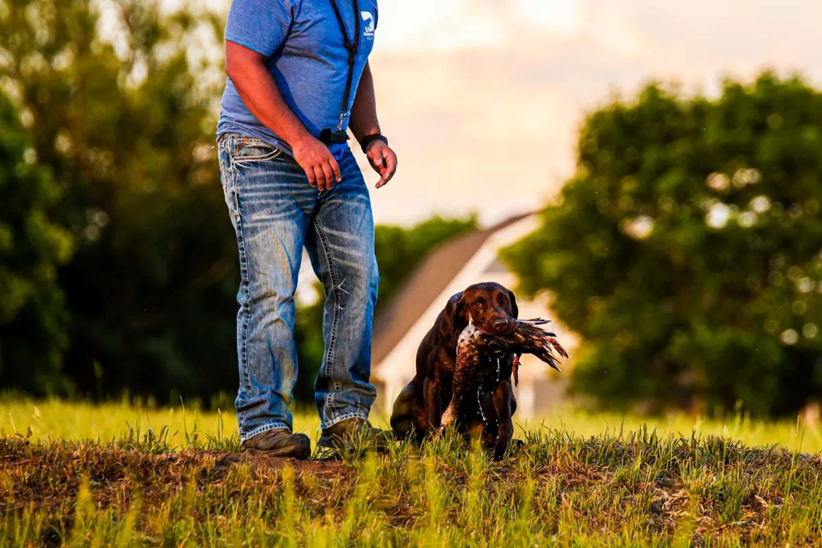 labrador retrieving bird in mouth