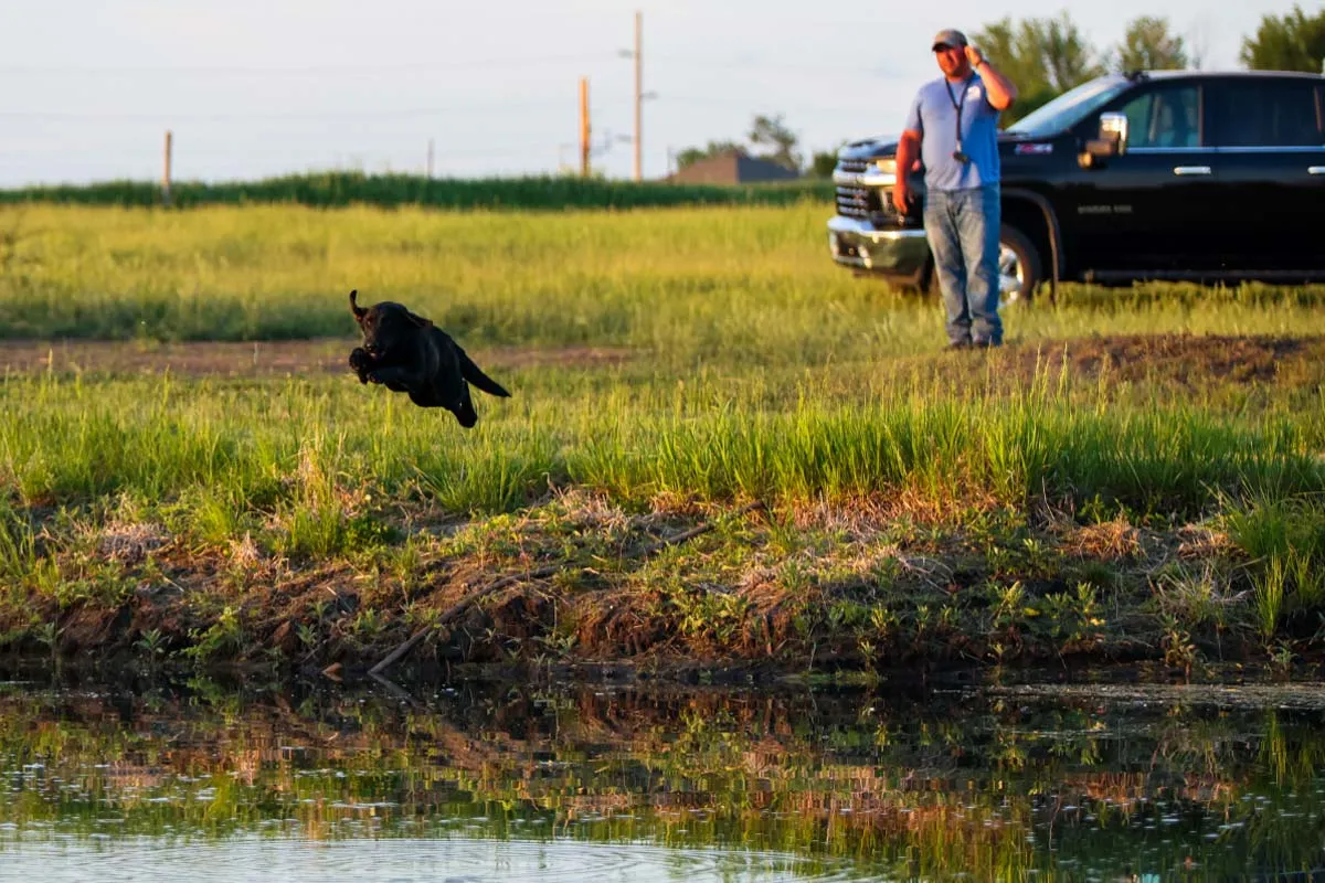 labrador retriever jumping into pond