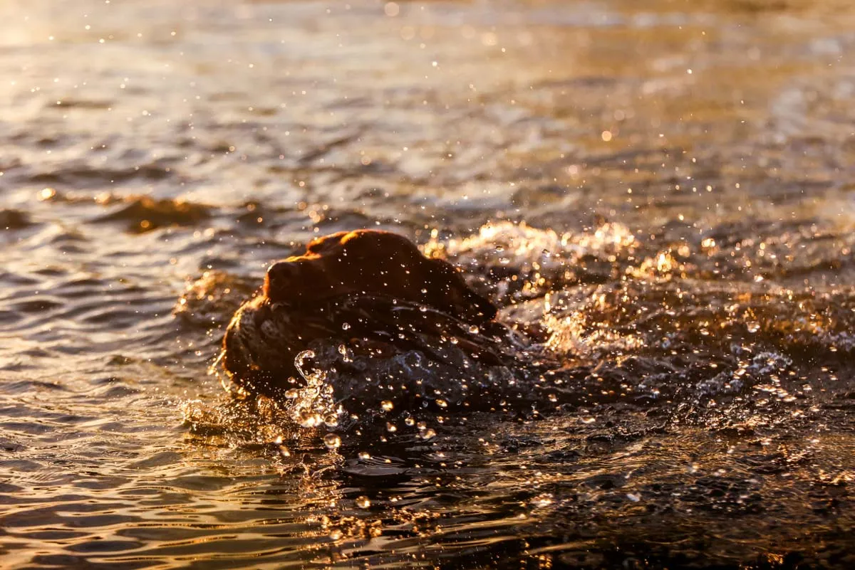 dog swimming in water