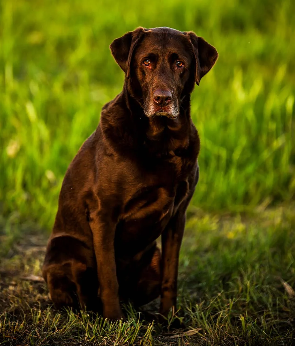 scout chocolate lab