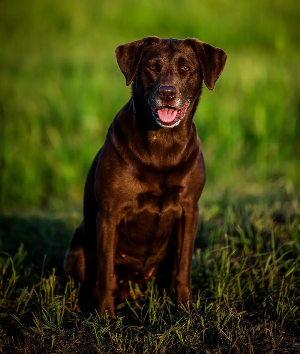 taya chocolate lab