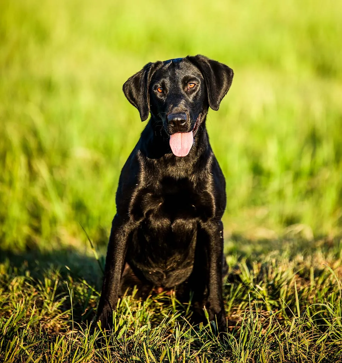 raisin black lab
