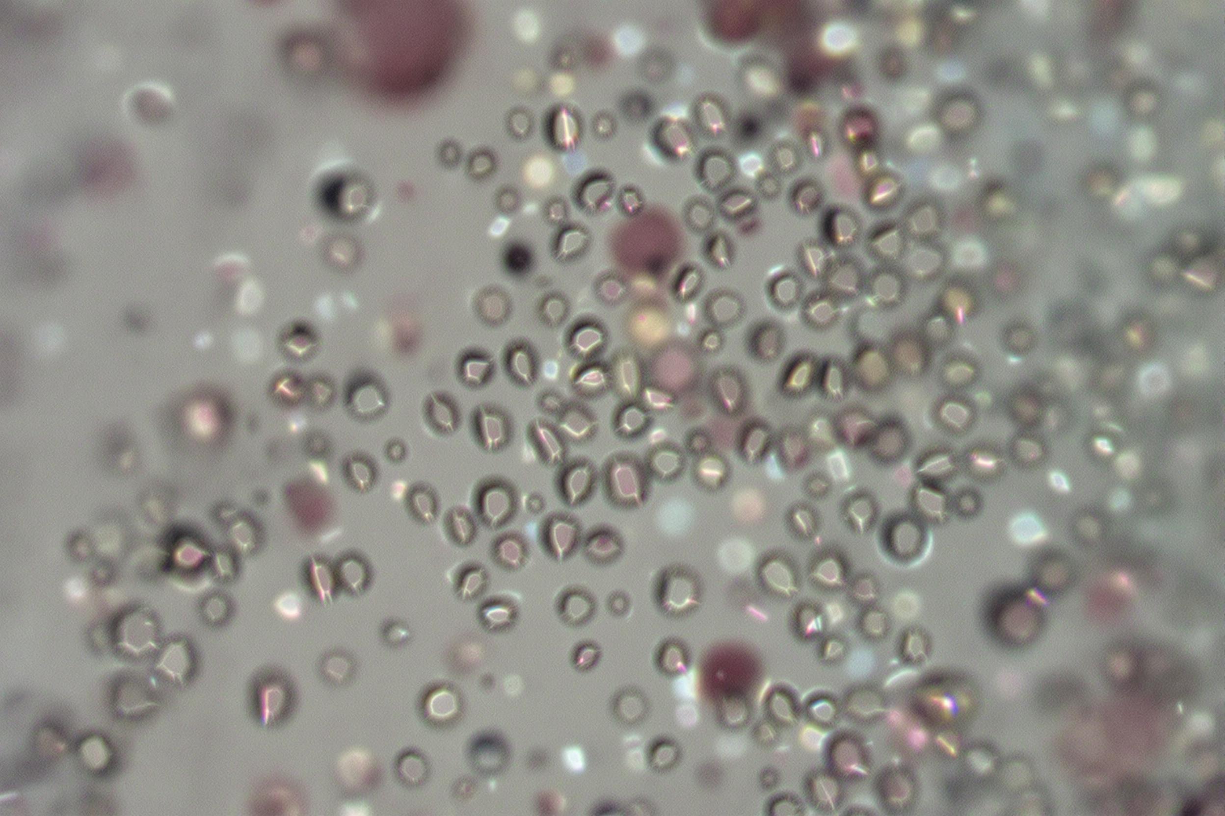 Vue microscopique de cellules souches