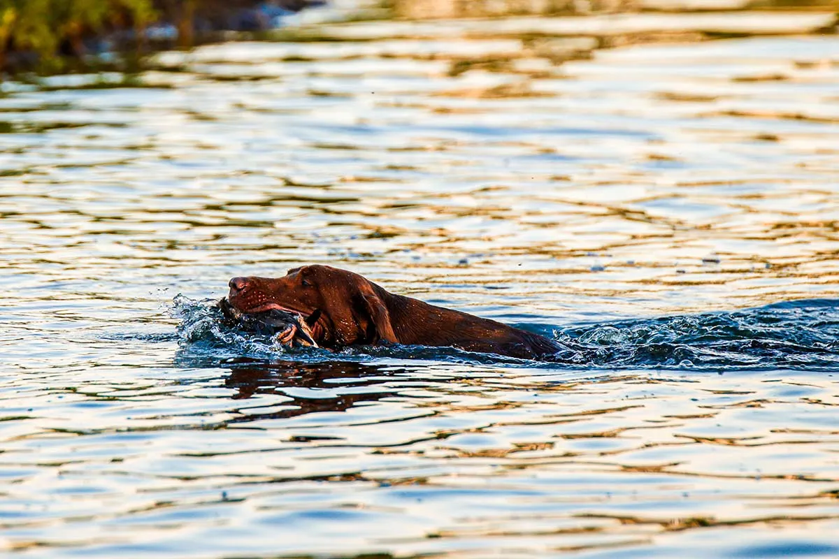 chaos swimming in pond