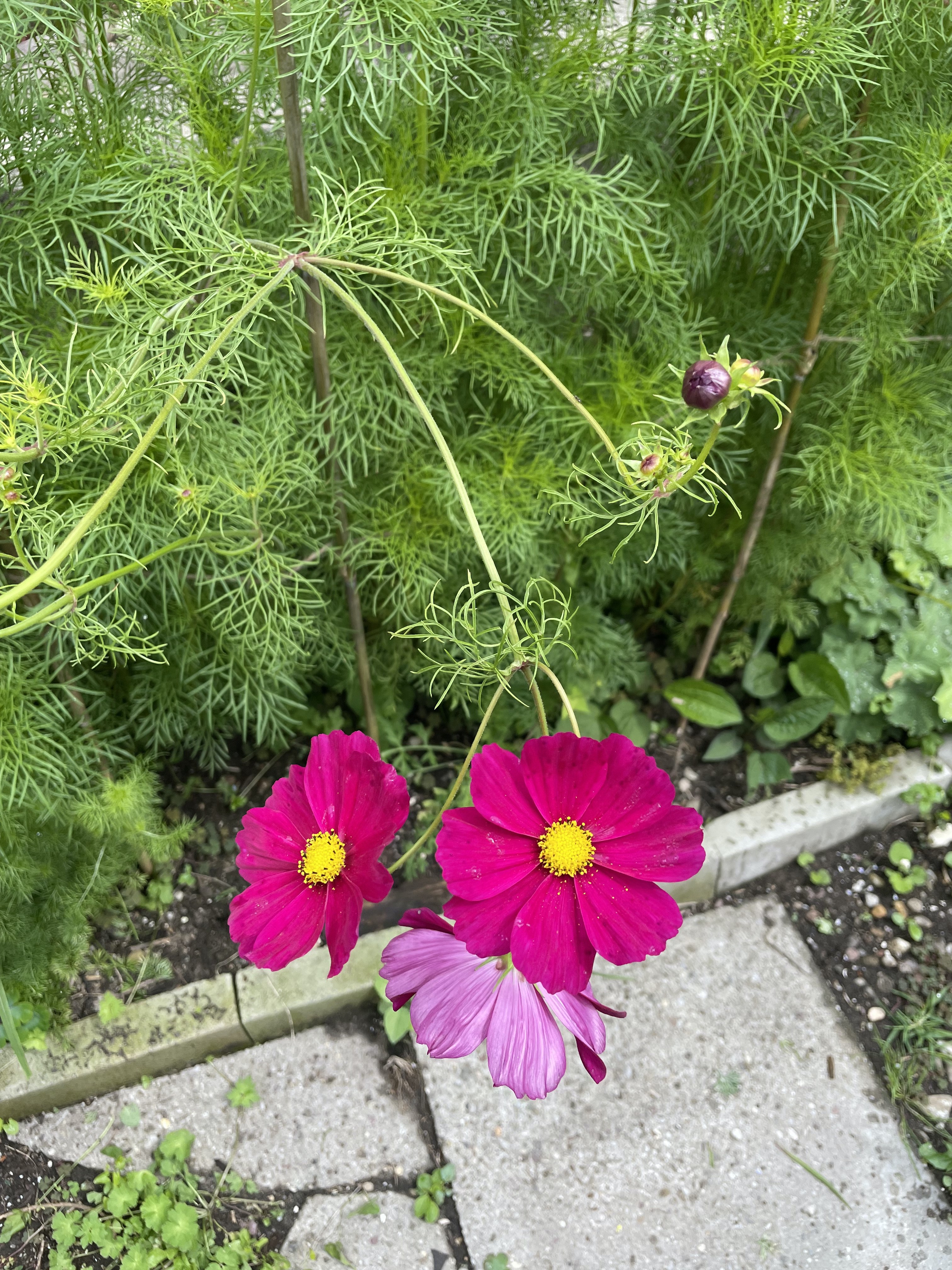 Cosmea
