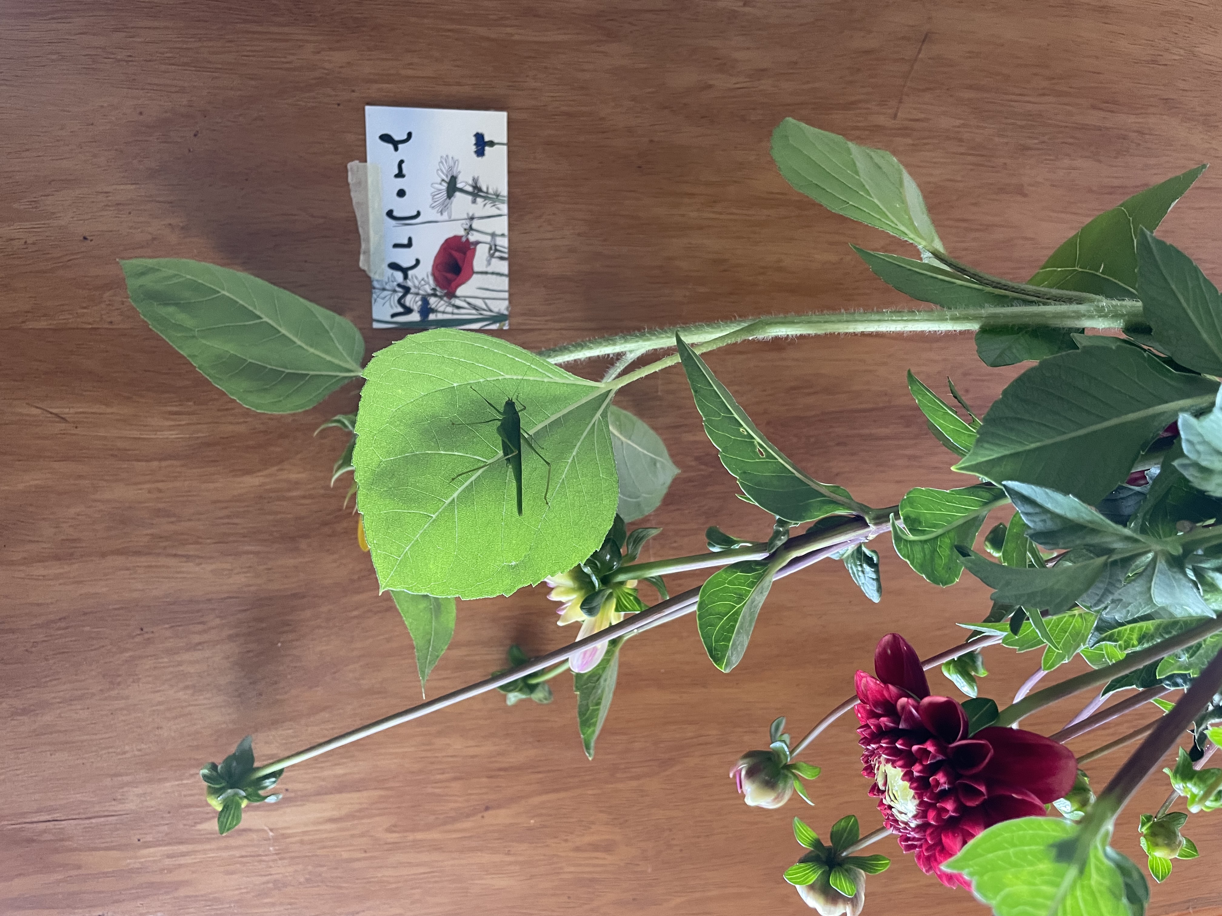 Slow Flower Workshop 21.10.2026 14-16h