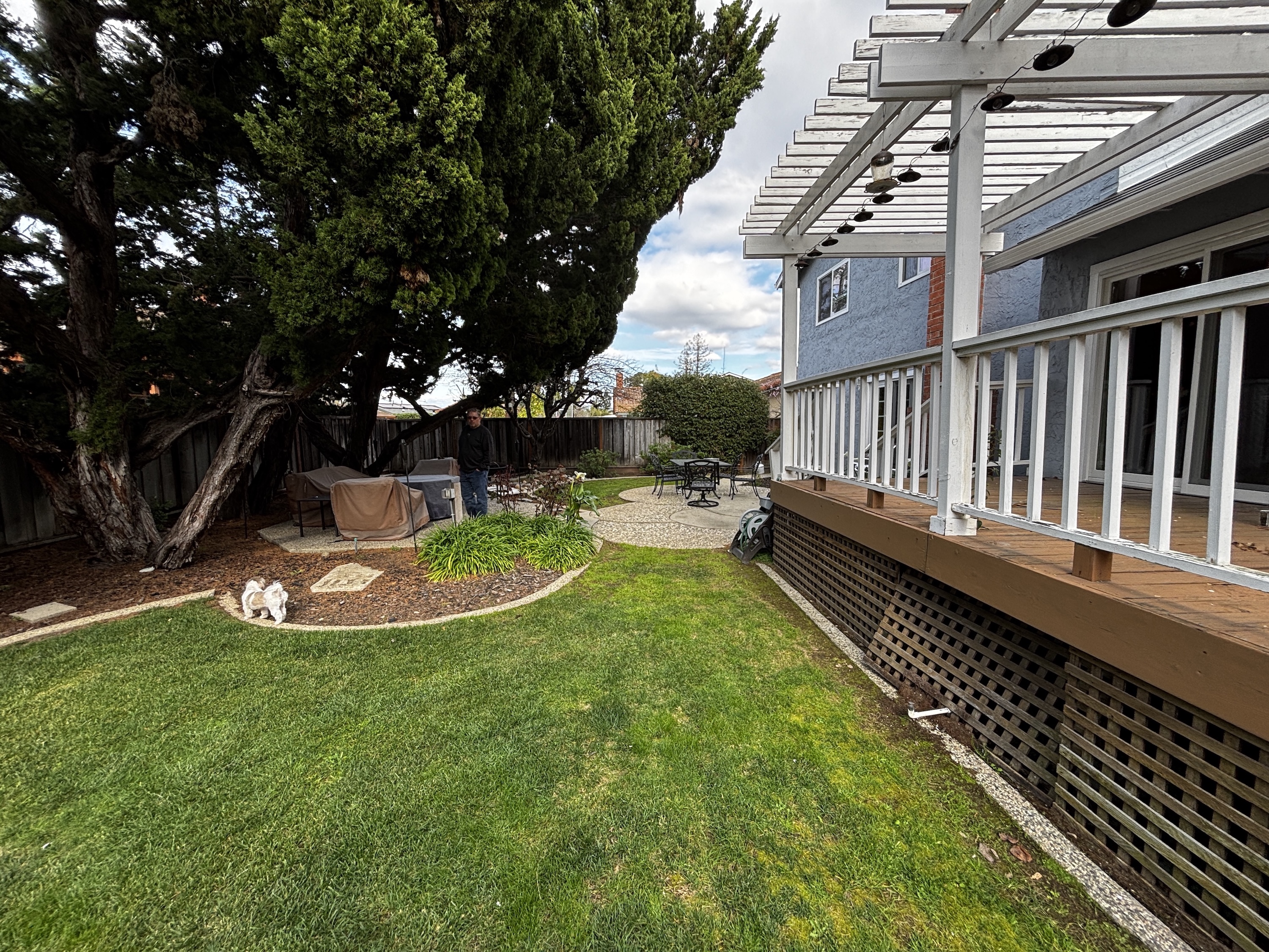 Current backyard grass