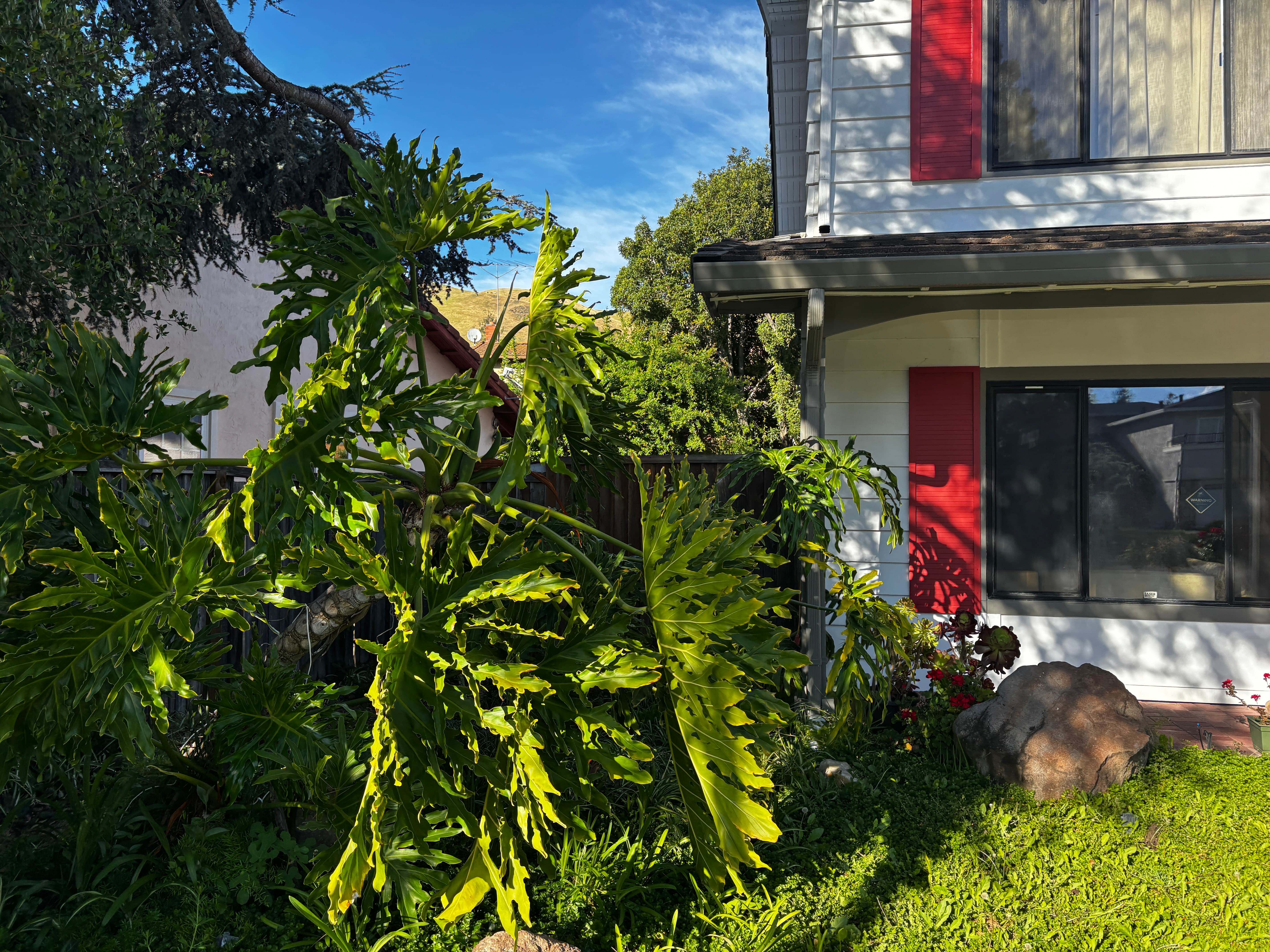 Current — Backyard deck and fence