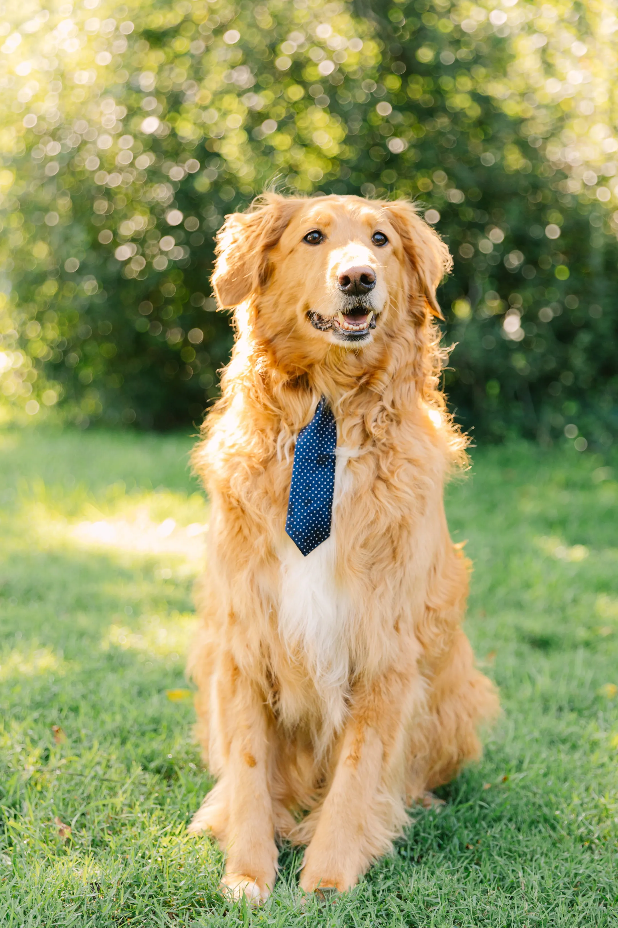 Rocky (A good dog.)