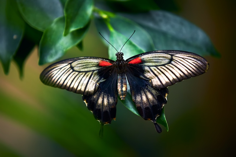 Scarlet Mormon – the colorful butterfly of the Philippines – learn with the Butterfly House!