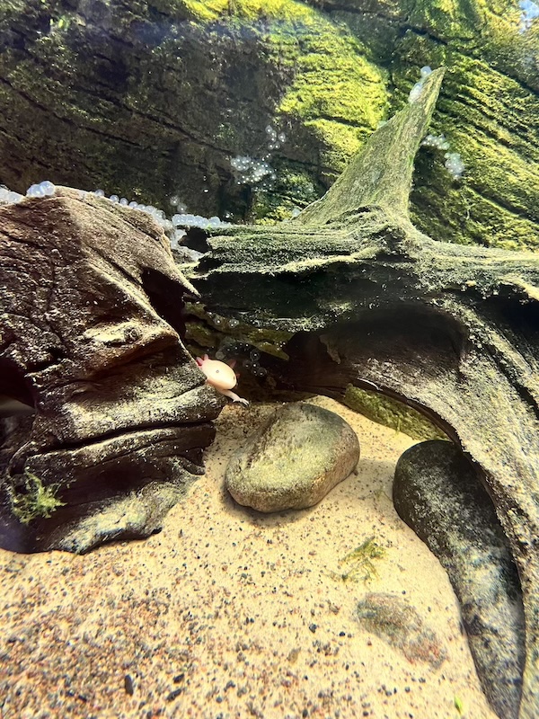 Håll i hatten , något fantastiskt händer just nu på Fjärilshuset! Våra axolotlar, de märkliga salamandrarna som behåller sina gälar hela livet, har lagt ägg. – lär dig med Fjärilshuset!