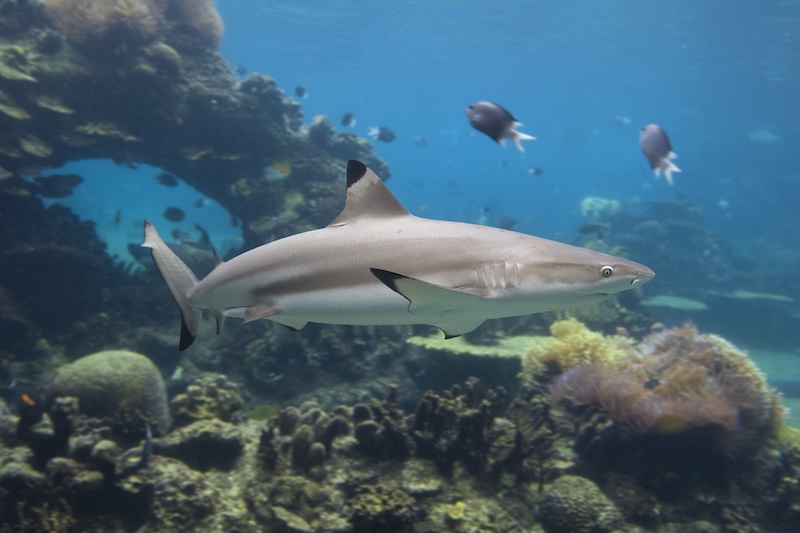 Lär dig mer om svartfenad revhaj, en snabb och elegant jägare vid korallreven. Upplev hajar på nära håll hos Fjärilshuset Haga Ocean.