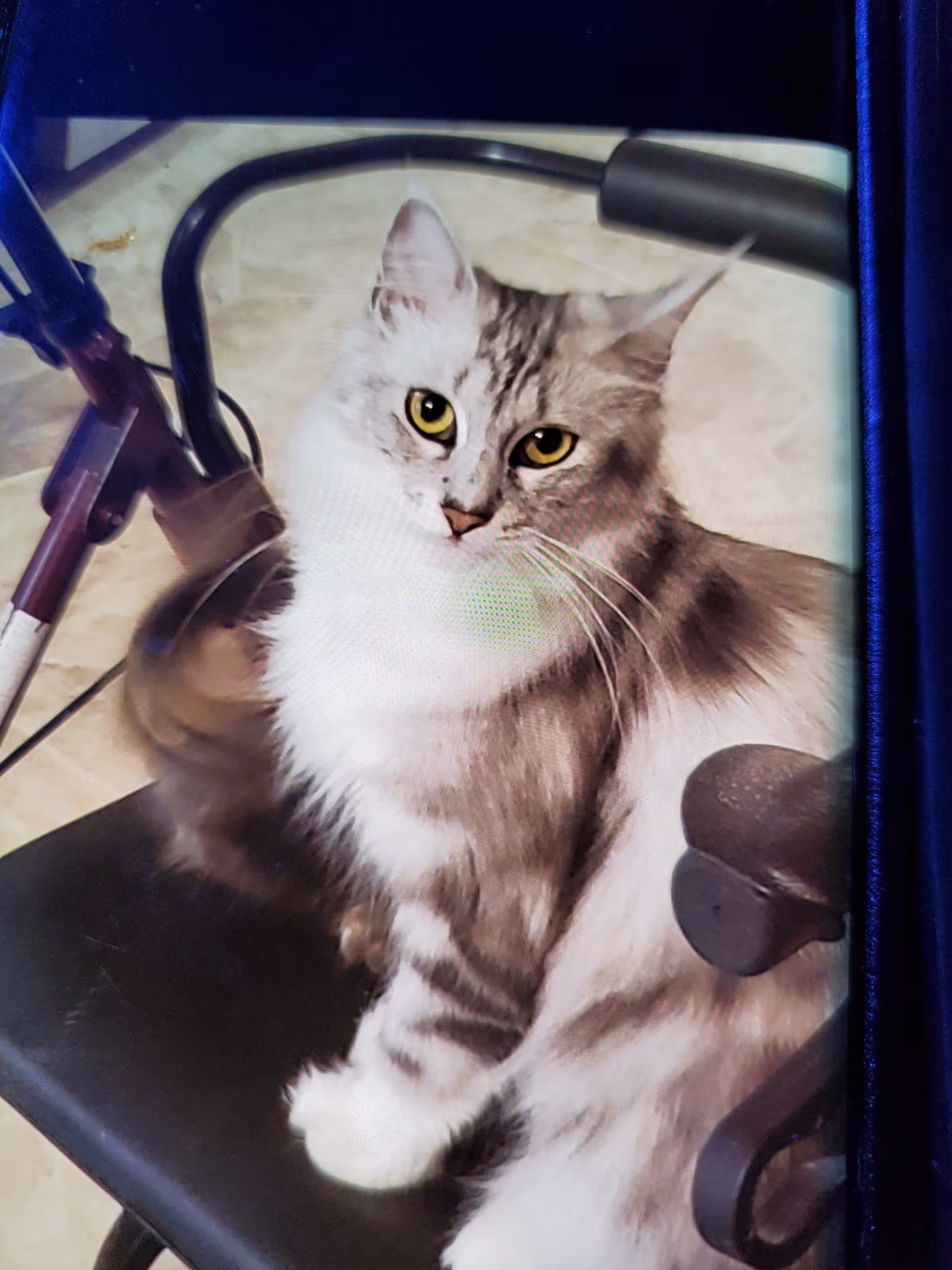 A cute maine coon cat at home chair