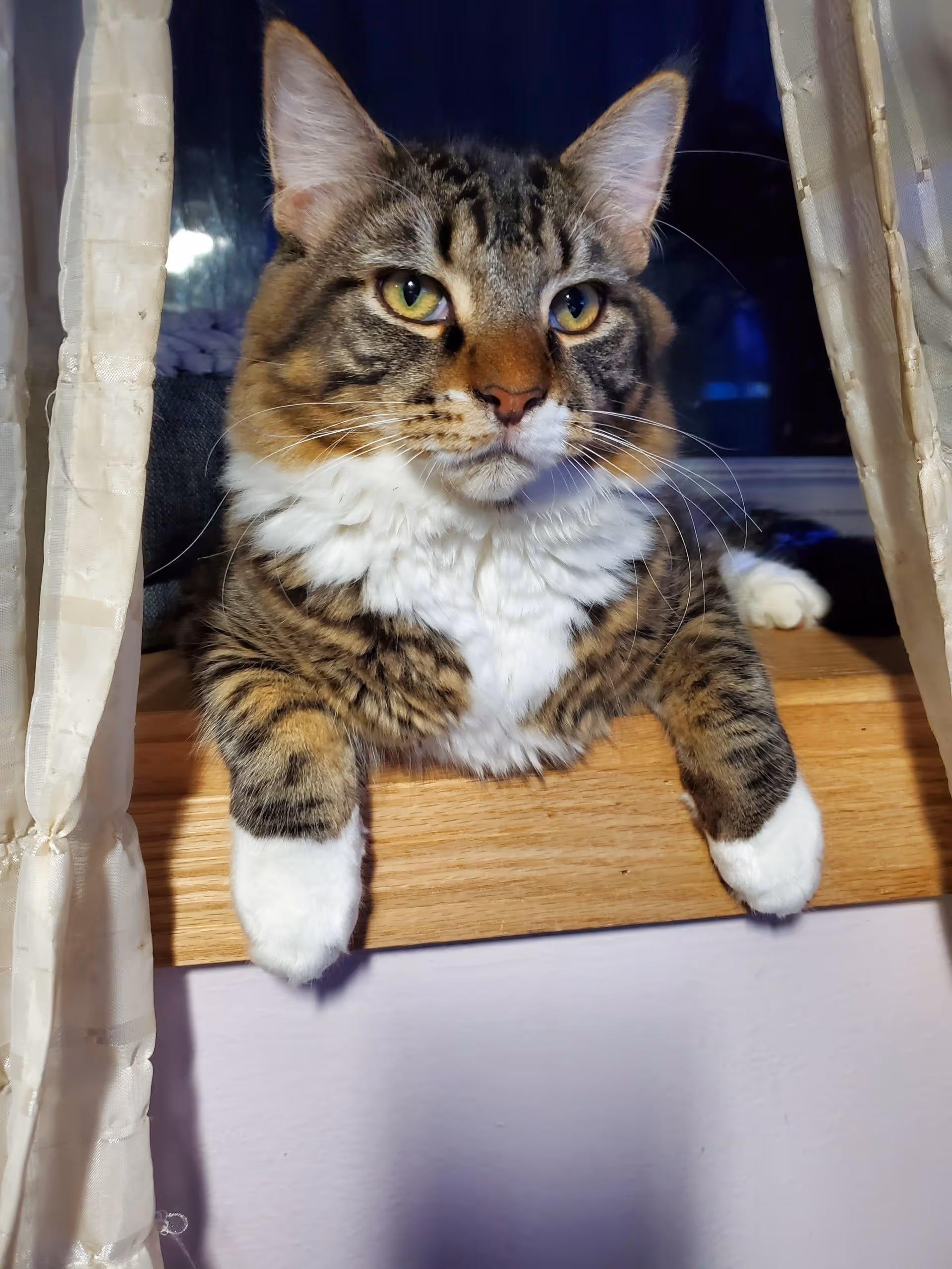 A cute maine coon cat by window