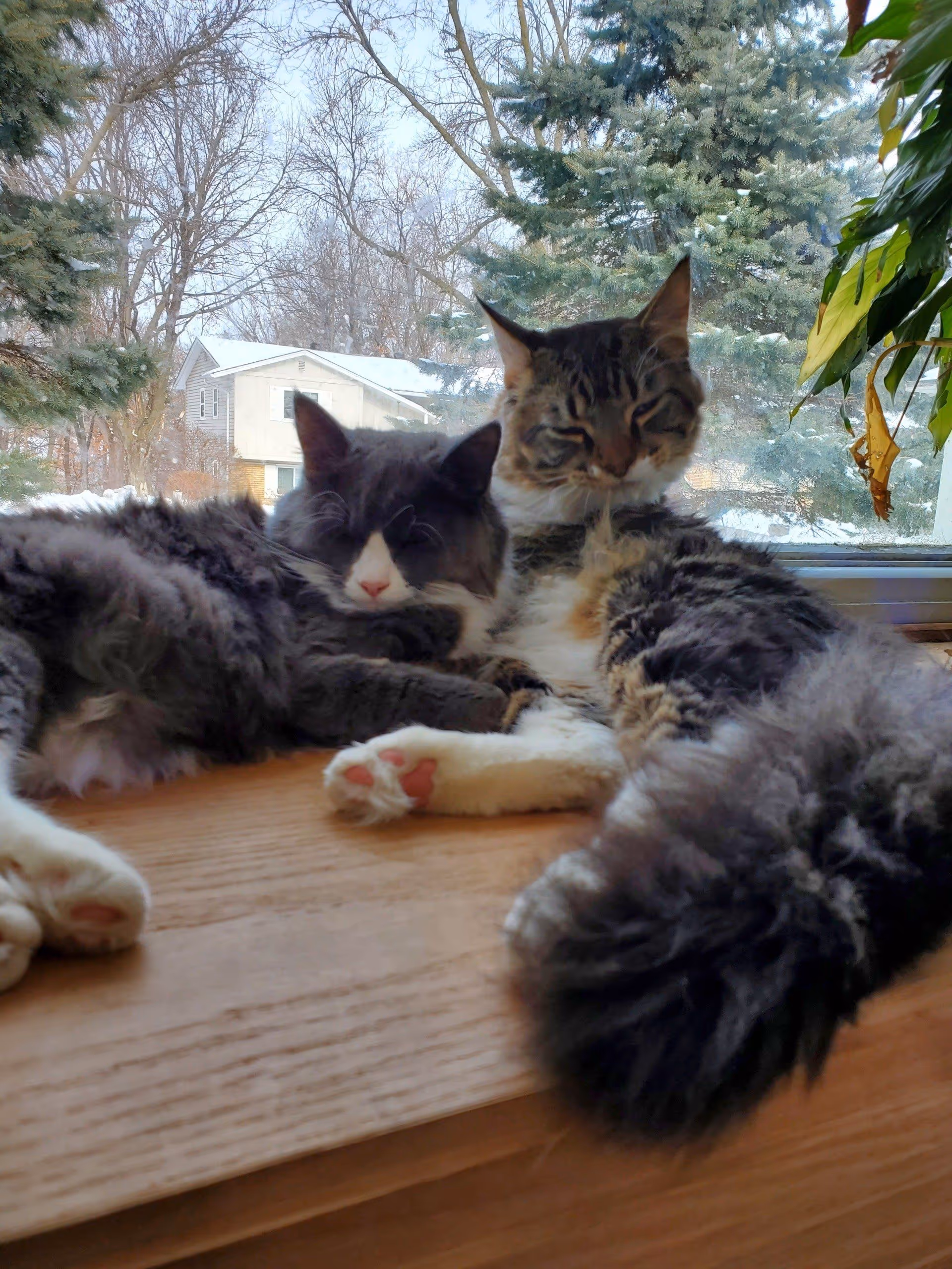 Two maine coon cats snuggling together