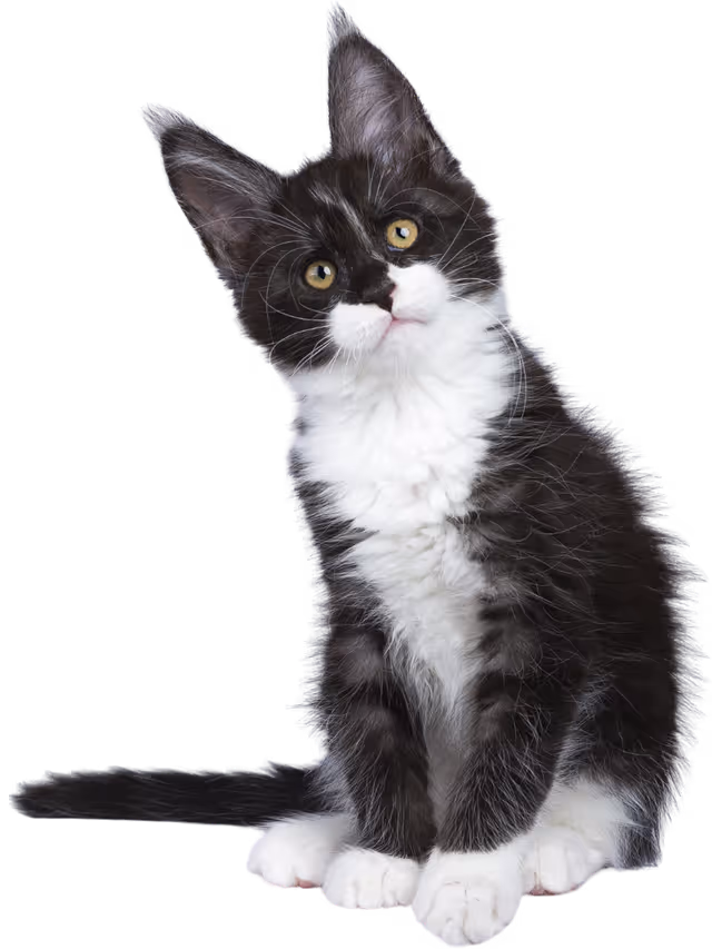 maine coon cat posing for camera