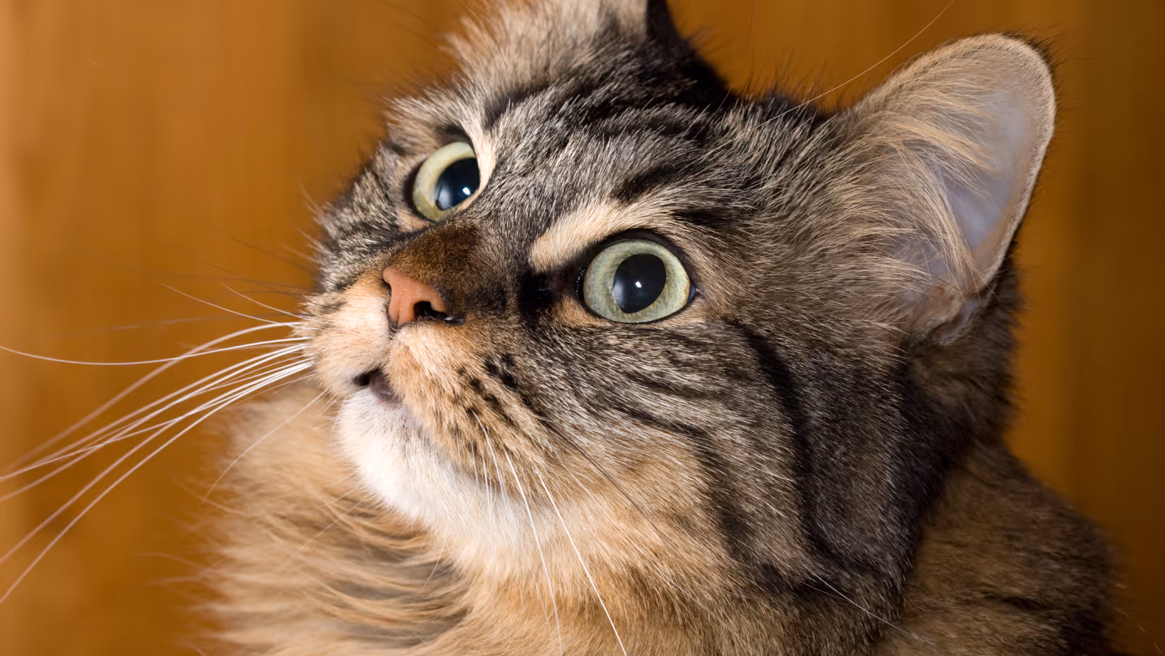portrait of maine coon cat