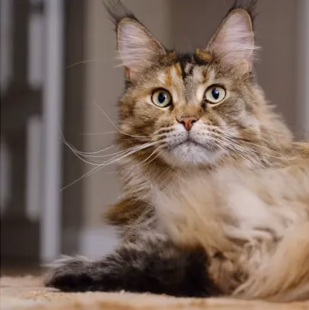 A cute maine coon cat candid photo
