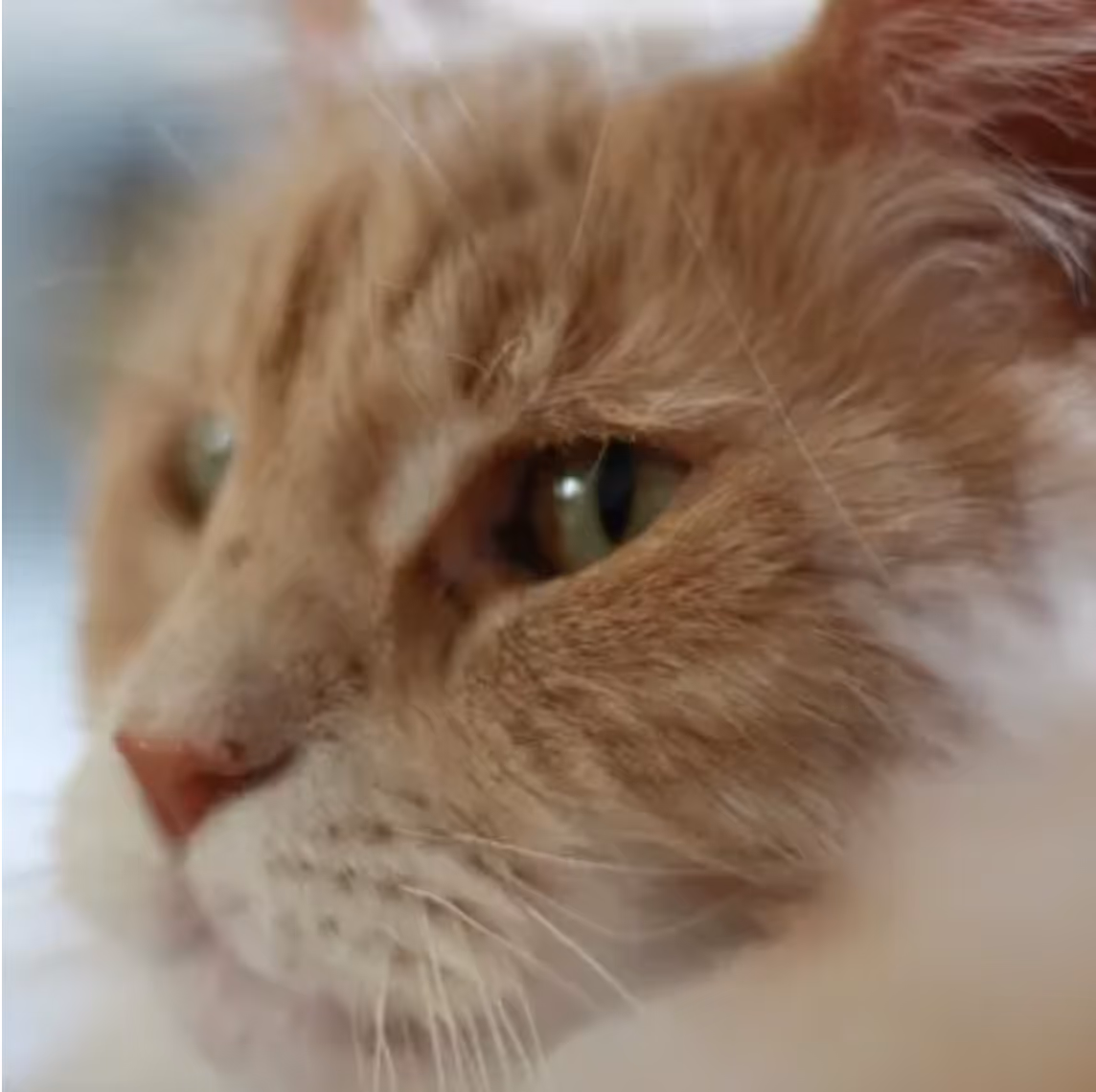 maine coon bred closeup