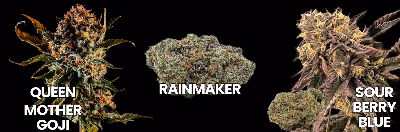 Queen Mother Goji, Rainmaker, and Sour Berry Blue cannabis strains by BOLD Team featuring live plants and trimmed flower.