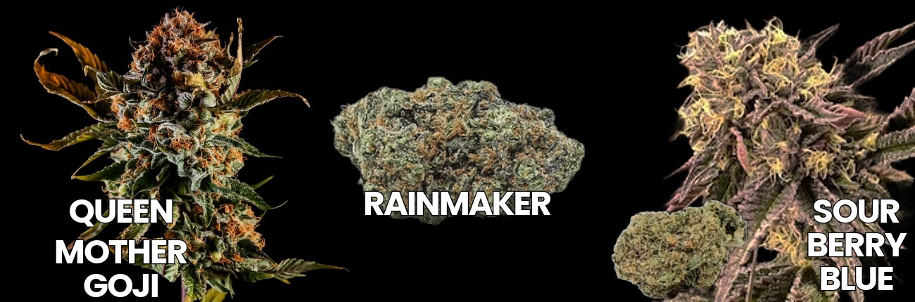 Queen Mother Goji, Rainmaker, and Sour Berry Blue cannabis strains by BOLD Team featuring live plants and trimmed flower.