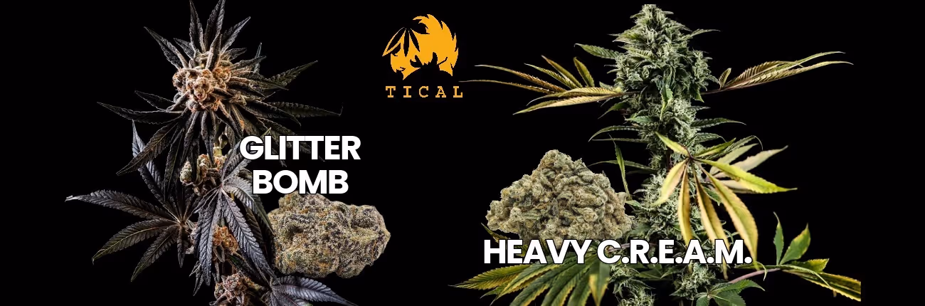 Glitter Bomb and Heavy C.R.E.A.M. TICAL branded cannabis strains by BOLD Team with TICAL logo and live plants.