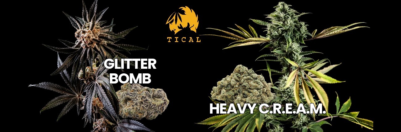 Glitter Bomb and Heavy C.R.E.A.M. TICAL branded cannabis strains by BOLD Team with TICAL logo and live plants.