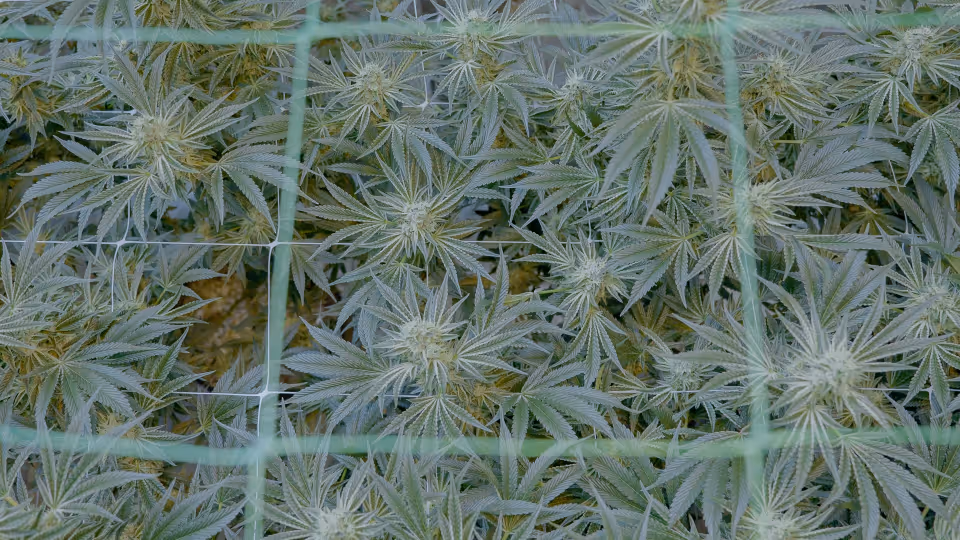 Premium BOLD Team cannabis plants in Arkansas medical marijuana cultivation facility showing frosty trichome-covered buds for Roots and Reefer documentary.