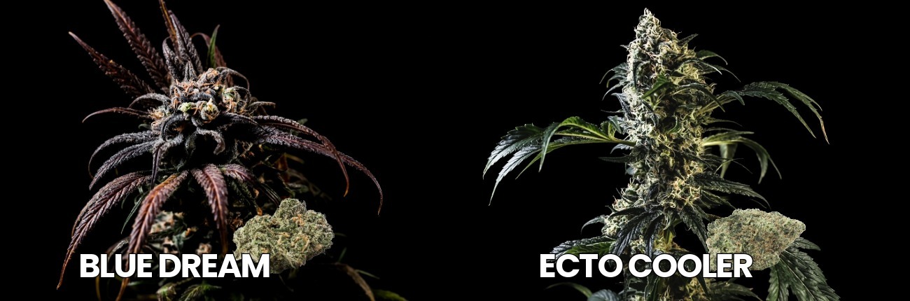 Blue Dream and Ecto Cooler cannabis flower strains by BOLD Team showing dense trichome-covered buds on black background.