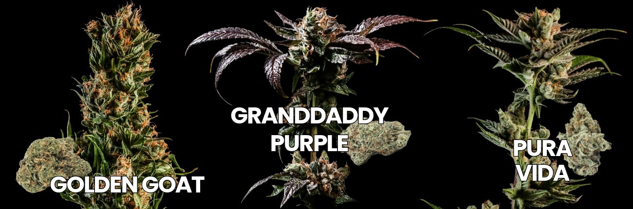Golden Goat, Granddaddy Purple, and Pura Vida cannabis flower strains by BOLD Team with live plants and harvested buds.