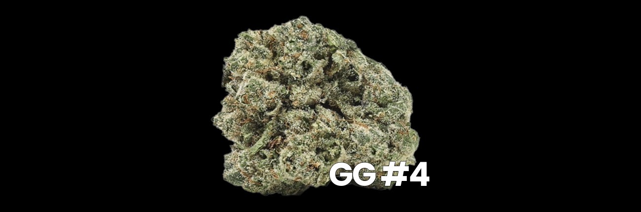 GG#4 (Gorilla Glue #4) cannabis flower bud by BOLD Team displaying frosty trichomes and dense bud structure.