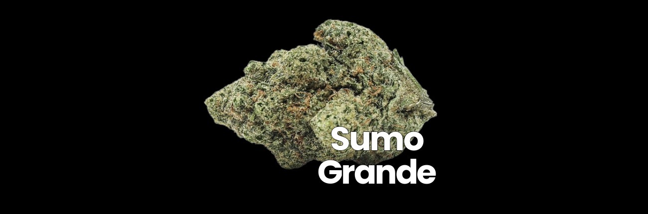 Sumo Grande cannabis flower by BOLD Team showing dense, frosty bud with visible trichome coverage on black background.