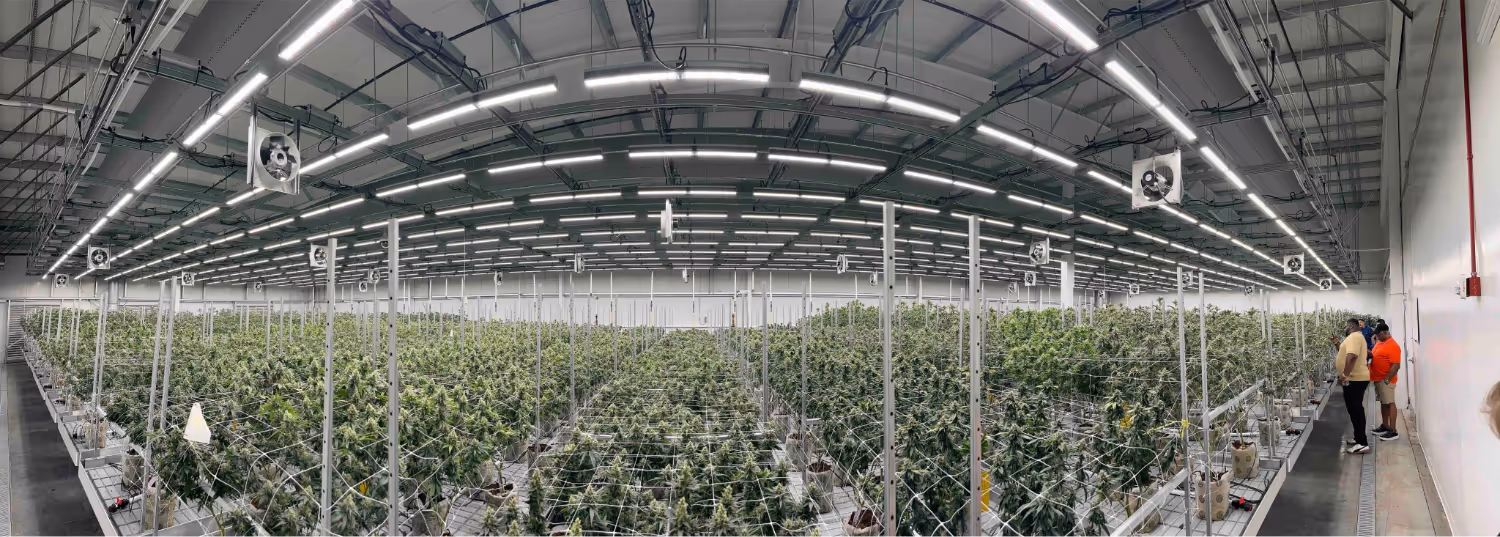 Panoramic view of cannabis cultivation flower room with hundreds of bright green plants and lights
