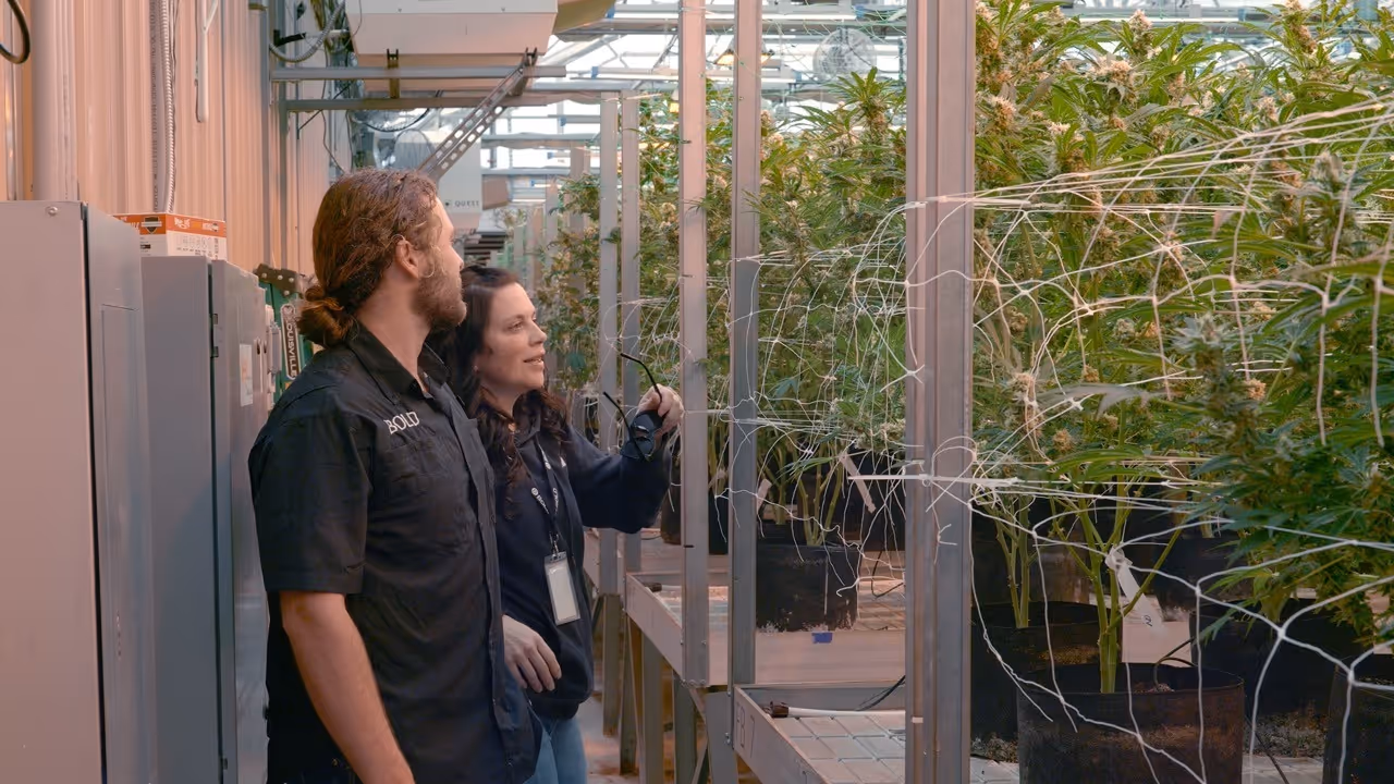Annie Iselin and Grayson Faught Director of Cultivation at BOLD Team inspecting cannabis plants in greenhouse cultivation bay Arkansas medical marijuana facility.