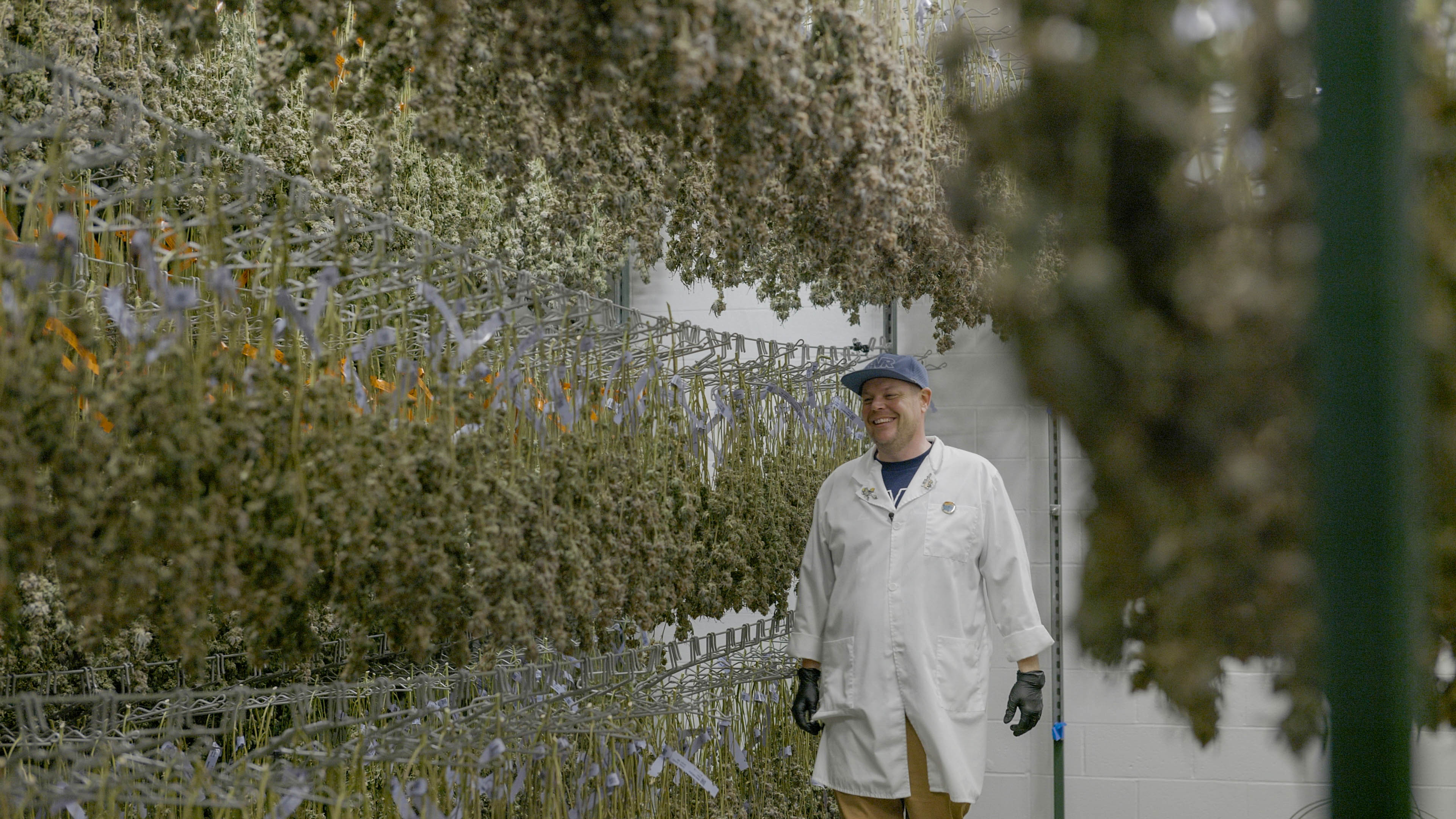 A man wearing a lab coat smiles in a room full of curing cannabis plants