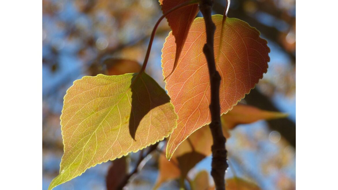 Withered autumn leaves on a tree.