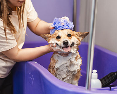 Happy wet corgi dog wearing a blue shower cap while being bathed by a person indoors.