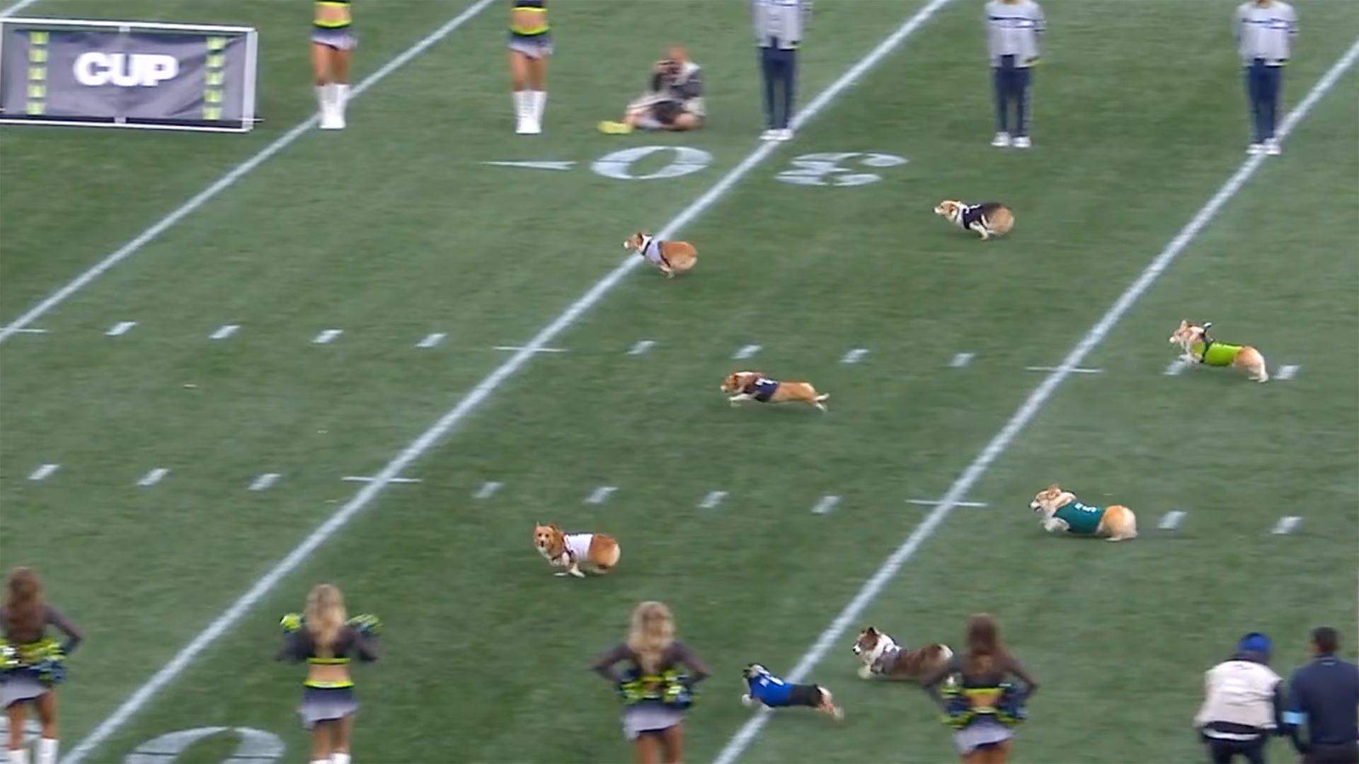 Corgis racing across Lumen Field.