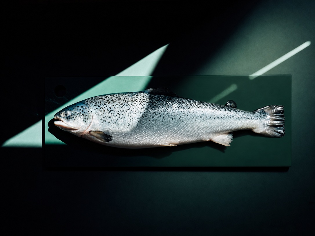 Fresh whole salmon