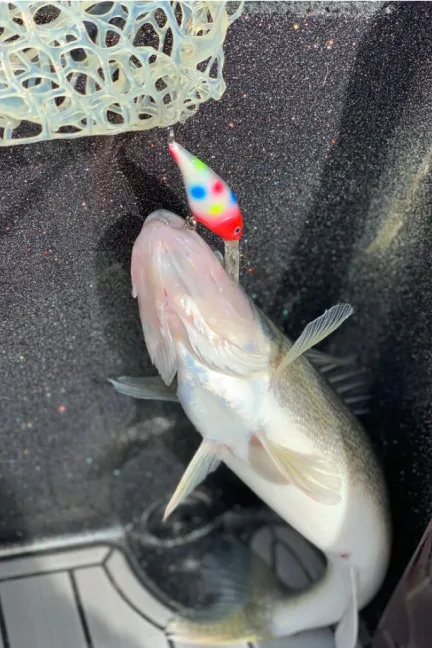Walleye in boat