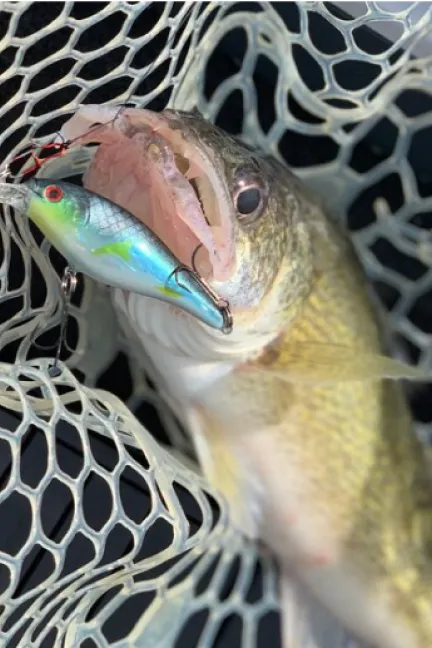 Walleye in net 