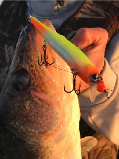 Walleye and trickle lure at sundown