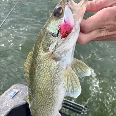 Freshly caught walleye and trickle tackle lure