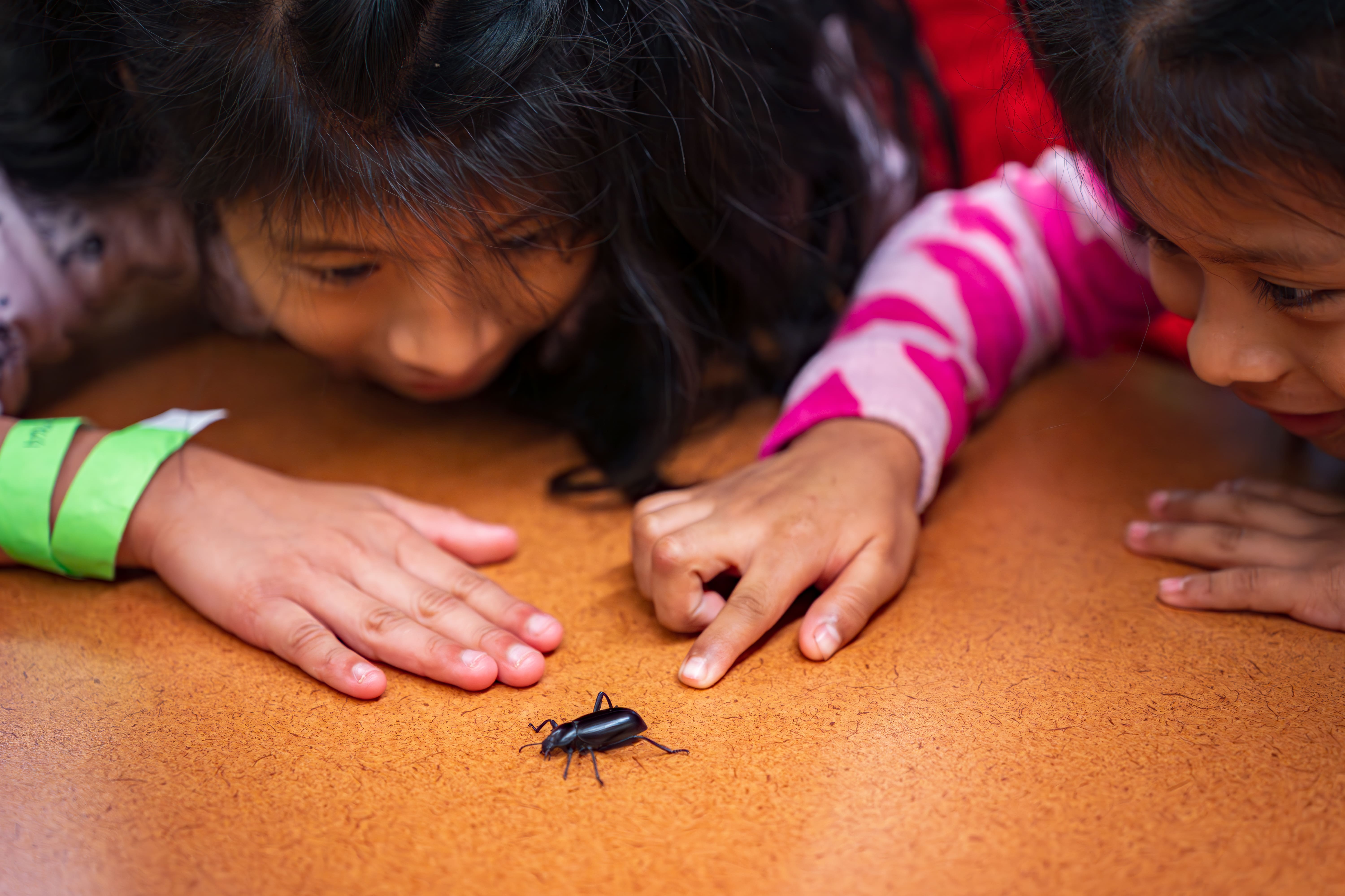 Two children closely observing a black beetle on a table, one child pointing at the beetle.