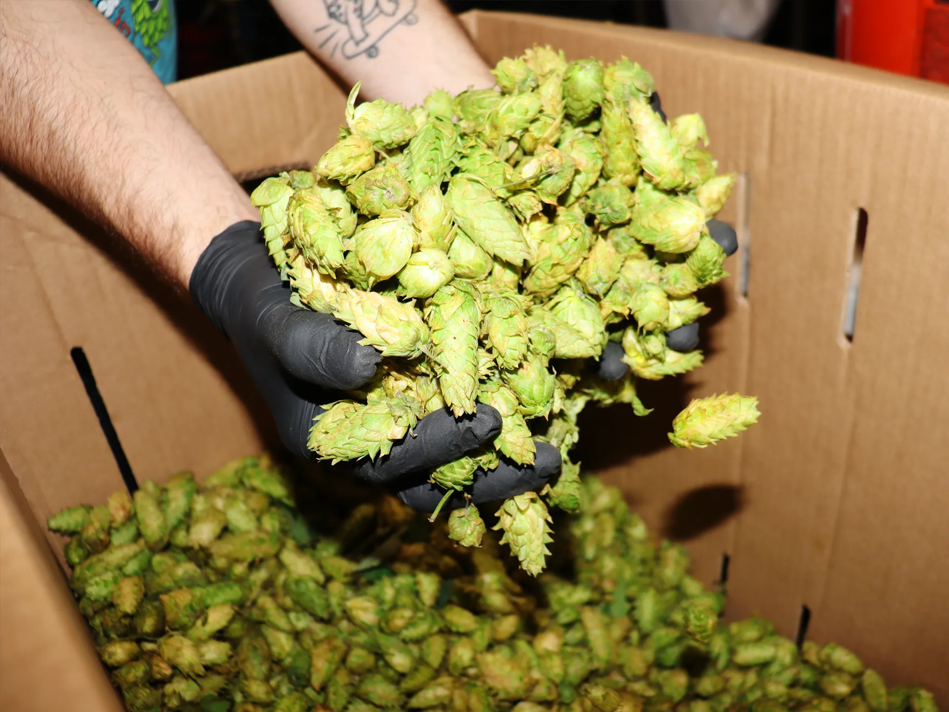 Brewery Release | Thurs 9.25
