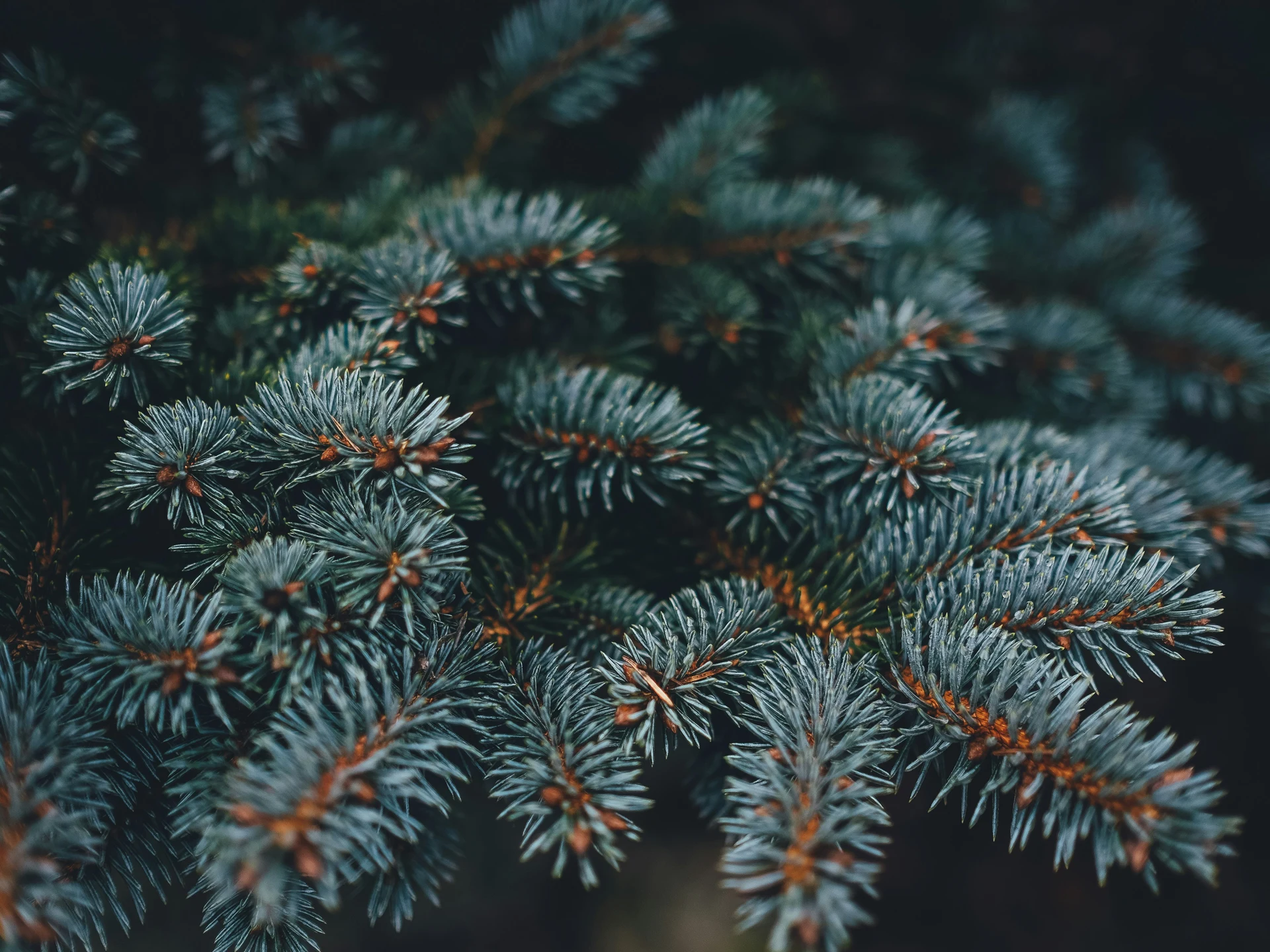 Brewery Release | Thurs 12.11